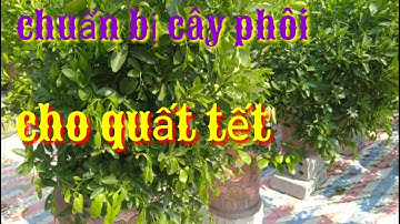 Chuẩn bị cây quất phôi cho quất tết, trồng và chăm quất sau tết