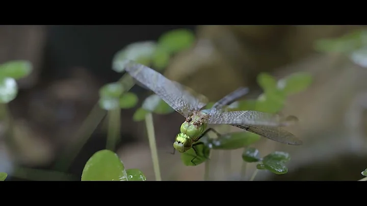 Cinematic Animation rendered with D5 |Scenic wonder| D5 Render Challenge II Entry