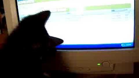 Cat Chasing Mouse Cursor