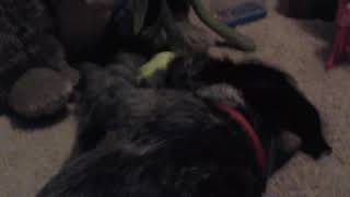 Puppy