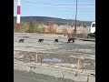 Медведица с медвежатами забрели на промышленную площадку Ковдорского ГОКа