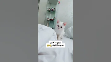 صوت قطط يخوف 