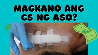 MAHAL ba ang CS ng ASO? 🤔 Cesarian Section in Dogs | TIPS sa CS sa aso | Munting Kennel by Munting Kennel 13,825 views 1 year ago 5 minutes, 31 seconds