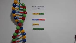 Maqueta Estructura Adn