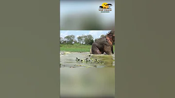 31 Mn Wildlife Officials Risk Effort To Treat Wild Elephant Shortsvideo Wild Island SL 