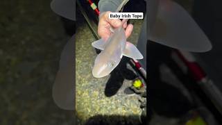 Baby Irish Tope (Shark)