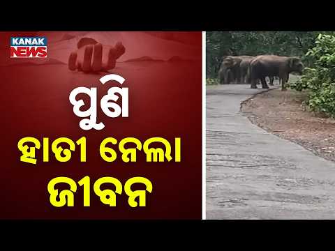 ପୁଣି ହାତୀ ଆତଙ୍କ |Elephant Terror in Mayurbhanj: 13-Member Herd Attacks Youth While Driving Them Away