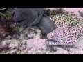 Two moray eels close up - Maldives April 2013