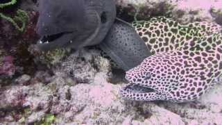 Two moray eels close up - Maldives April 2013