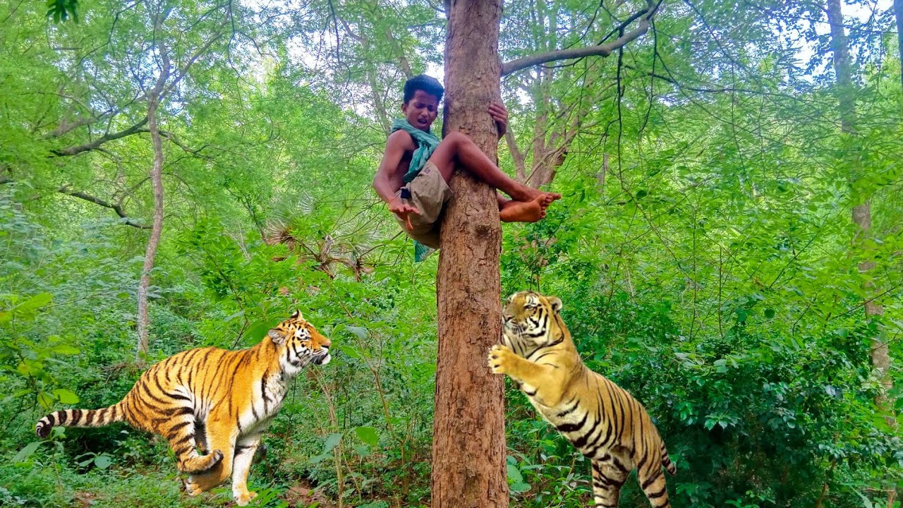 Тайгер видео. Бенгальский тигр. Тигр атакует. Животные джунглей видео. Балийский тигр видео.