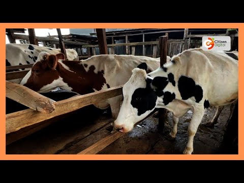 Wafugaji Nyandarua Waboresha Uzalishaji Kwa Lishe Za Kisasa 