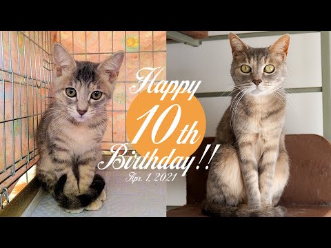 クリエ 10歳になりました！ | #モアクリ Vlog048