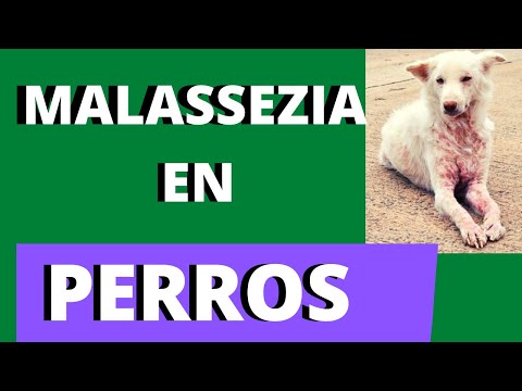 Video: Tratamiento para Perros Con Malassezia Pachydermatis