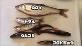 釣り 川釣りと海と川のウグイを食べ比べてみた Youtube