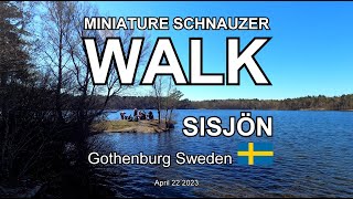 MINIATURE SCHNAUZER WALK SISJÖN (4K)