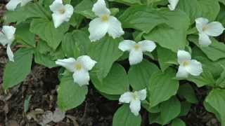 Native Plants for Shade