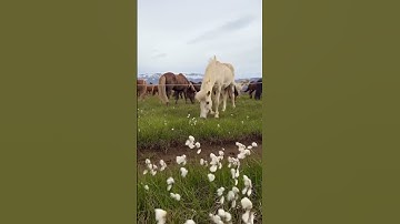 قران كريم راحه نفسيه #المصحف 🤲👍🌱💚 #الرحمن # #