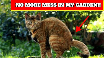 Stop Cats Pooping Instantly in Your Garden With This Simple Trick!!