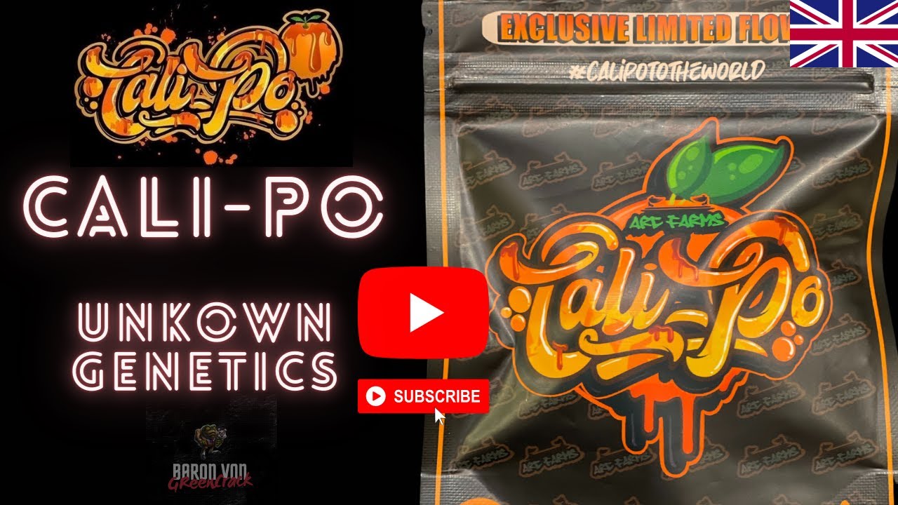 Cali Po  🍊 - Arc Farms 🤩- Unkown Genetics - Exclusive UK Exotic 🇬🇧 🔥🤩🔥