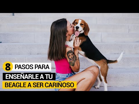 Video: Cinco razas de perros cariñosos que puedes abrazar