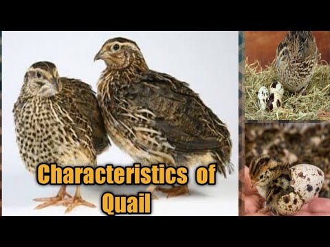 Characteristics of Quail | Quail | World of Poultry