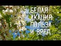 ЦВЕТЫ АКАЦИИ БЕЛОЙ , ЛЕЧЕБНЫЕ СВОЙСТВА (Робиния ложноакациевая)