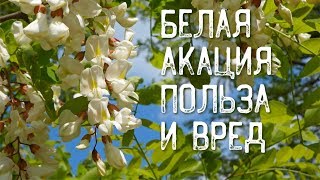 ЦВЕТЫ АКАЦИИ БЕЛОЙ , ЛЕЧЕБНЫЕ СВОЙСТВА (Робиния ложноакациевая)