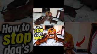 Shorts mattum paakadheenga full video poi parunga🥺 #pets