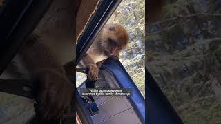 Morocco Monkey Forest | Ifrane | Morocco road trip series