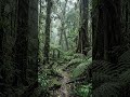 Healing Rain Beneath the Forest Canopy 🌿🌧️
