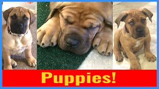 Boerboels | How we raise our Puppies