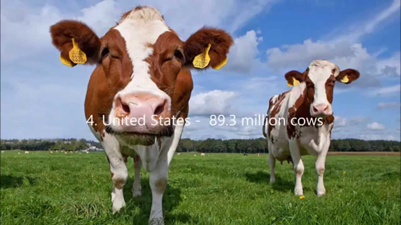 top-10-countries-with-the-most-cows-youtube