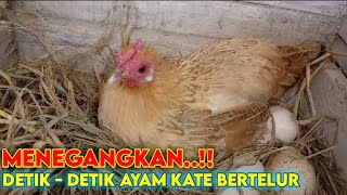 Detik detik ayam Kate bertelur | ayam Kate bertelur tanpa pejantan