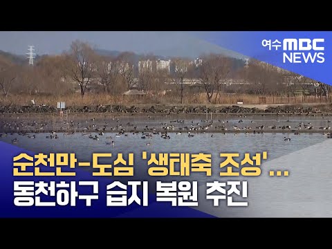 <strong>순천만</strong>-도심 &amp;#39;생태축 조성&amp;#39;... 동천하구 습지 복원 추진 (250225화/뉴스데스크)