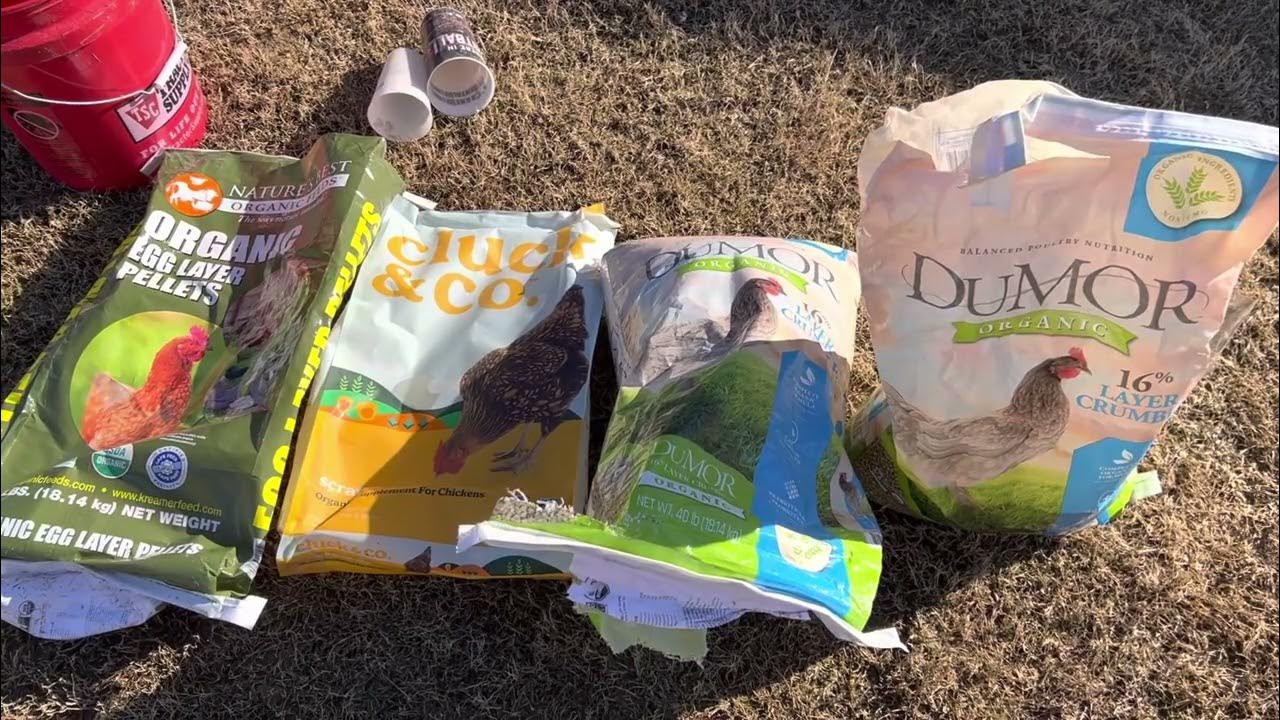 Chickens not laying eggs (Dumor and tractor supply feed issues.) YouTube