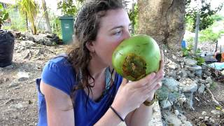 Guadeloupe - A Midwinter Night&#39;s Dream, ou reve d&#39;une nuit de milieu de l&#39;hiver