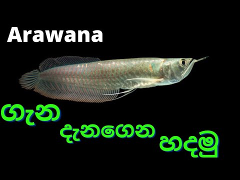 Arowana care for beginners  Arowana fish care guide sinhala