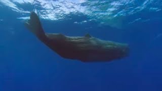 Sperm Whales | Benedict Cumberbatch Narrates South Pacific | BBC Earth