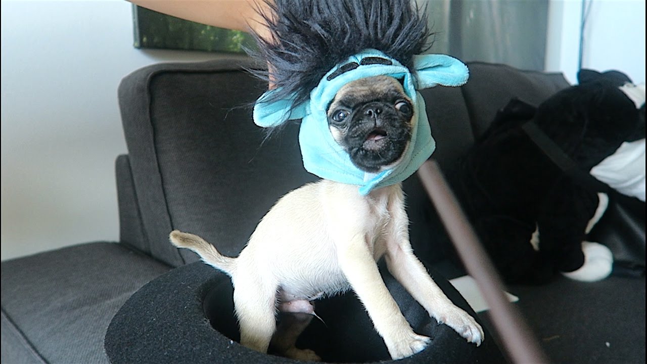 BABY PUGS FIRST HALLOWEEN COSTUME!! - YouTube