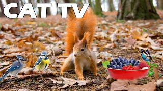 TV FOR PETS  Cute Squirrels And Birds Go On An Adventure Trip  Keep Your Cat and Dog Entertained