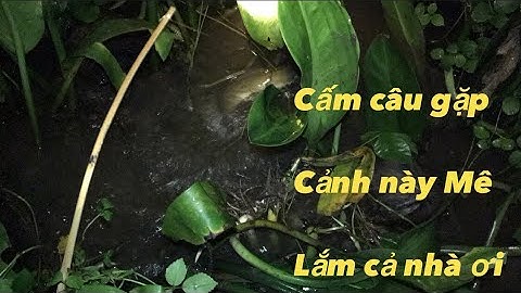 Cấm câu mồi trùng dính toàn cá trê khủng mê quá cả nhà ơi