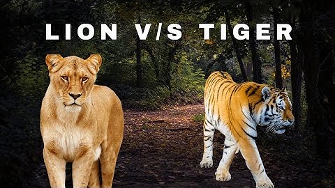Lion vs Tiger: The Ultimate Showdown