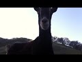 Animal Place Adoptable Goats