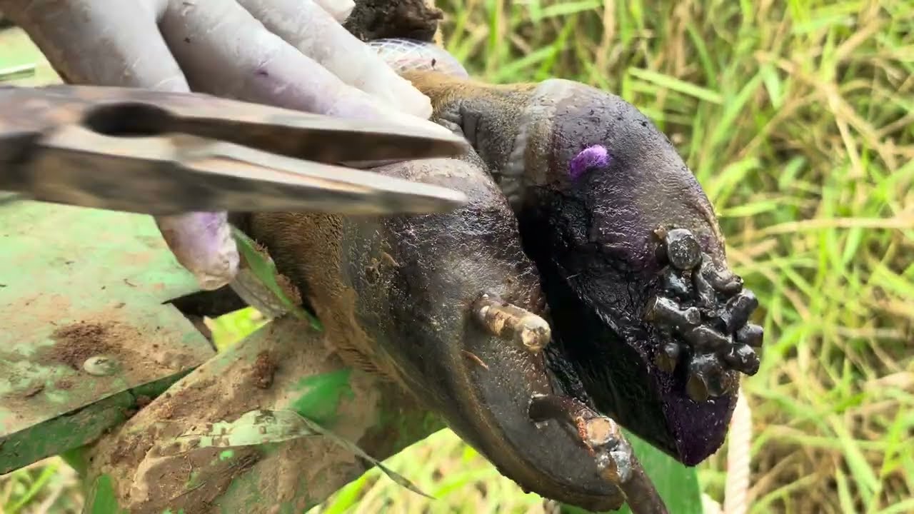 Nicely! Fixing a Cow's Injured Hoof | Nail Removal & Hoof Care Rescue