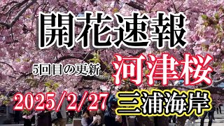 【4k】2025\/2\/27 撮影　三浦海岸 河津桜 開花状況 五回目の速報