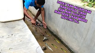 Hunting ikan di selokan yg hampir kering dapet beberapa jenis