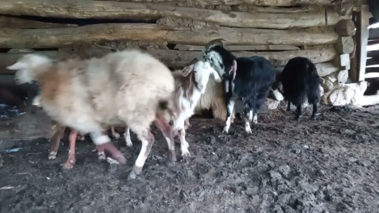 بیا ببین گوسفندارو🐑🐑🐑🐑🐑🐑🐑🐑#گوسفند#بز#جنگل#هیرکانی#اتش سوزی#چالوس#سنگچال#مازندران#ایران#وطن#روستا#