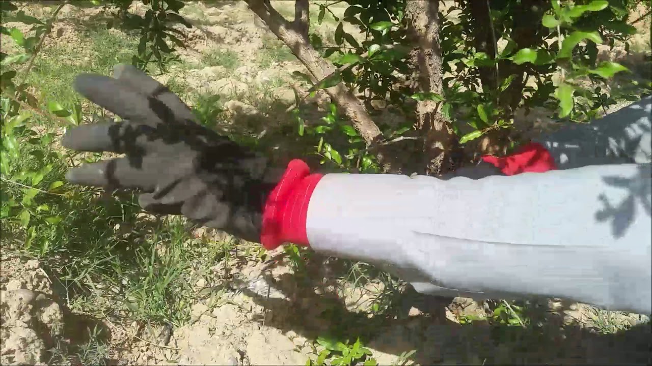 How to prune pomegranate tree in spring season (green pruning)؟ - YouTube