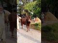 Eid special cow shorts #shortvideo #cow #cowlover #cowfarm #foryou #abcd
