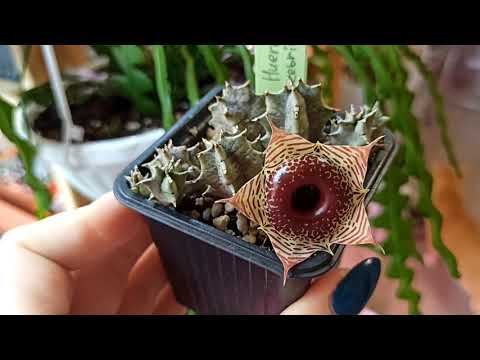 Гуэрния зебрина (Huernia zebrina): цветение